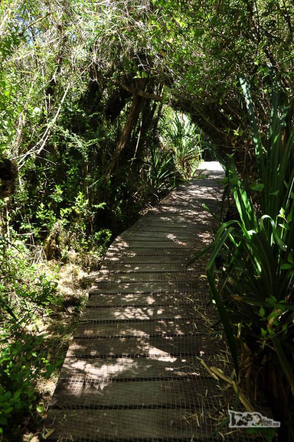 Trilha em meio à mata nativa do Parque Nacional Chiloé, na costa oeste da ilha, no sul do Chile